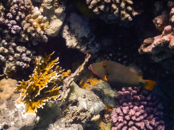 紅海のエジプトのサンゴの近くに並ぶオレンジ色のトリガーフィッシュ — ストック写真