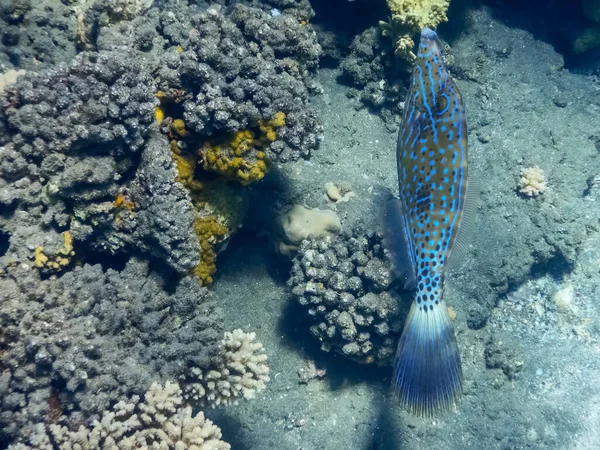 Maravilloso Pescado Azul Garabateado Nadando Cerca Los Corales Mar Rojo —  Fotos de Stock