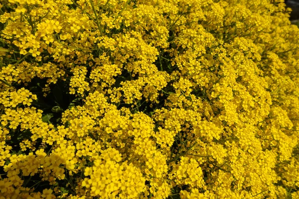 Bright Yellow Blossoms Garden Spring — Stock Photo, Image