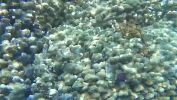 Detalj Utsikt Från Glittrande Skimrande Koraller Från Ytan Och Solen — Stockvideo