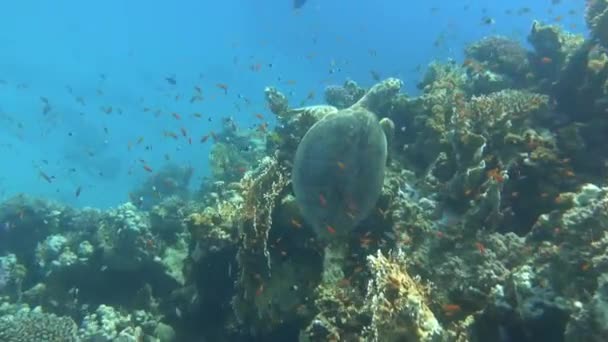 紅海でのダイビング中にカラフルなサンゴの上に横たわる素晴らしいウミガメ ストック映像