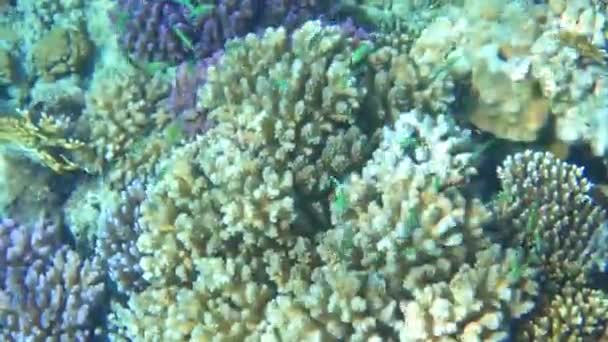 紅海の黄色のサンゴの上に小さな緑の魚が — ストック動画