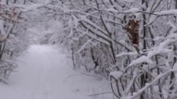 Путь Через Зимнее Чудо Лесу — стоковое видео