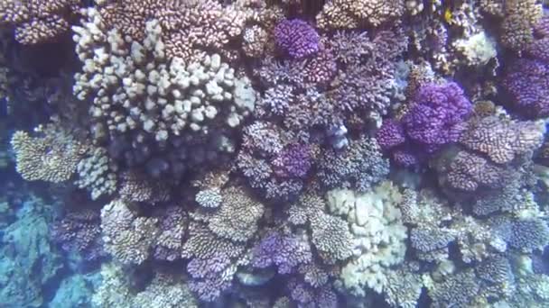 在红色的海洋中俯瞰着奇异的五彩斑斓的珊瑚 视频剪辑