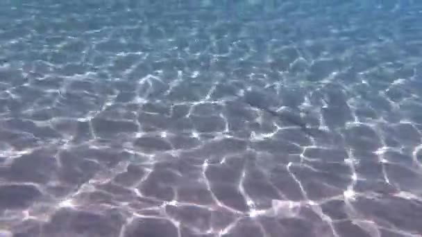 Peixes Flauta Nadando Perto Fundo Mar Com Reflexos Surpreendentes Superfície — Vídeo de Stock