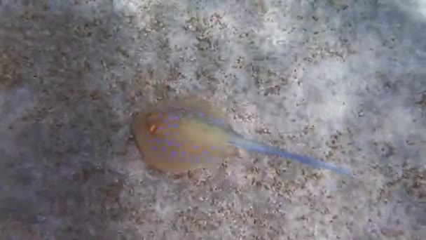 Blaupunktrochen Schwimmt Beim Schnorcheln Sehr Nah Meeresboden — Stockvideo