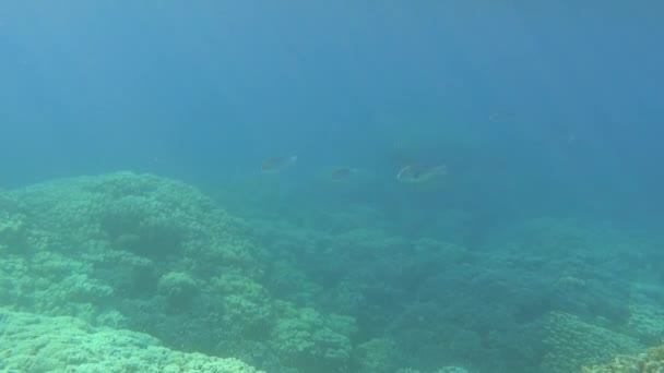 Великі Риби Над Чудовим Кораловим Рифом Сонячними Променями Через Воду — стокове відео
