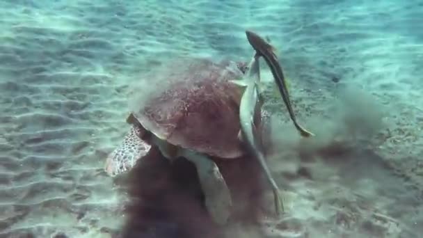 Meeresschildkröte Meeresboden Mit Zwei Rivalisierenden Putzerfischen Essen Stockvideo