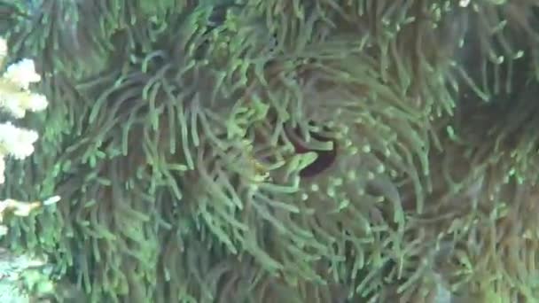 紅海でのダイビング中に小さなピエロの魚の家族 — ストック動画