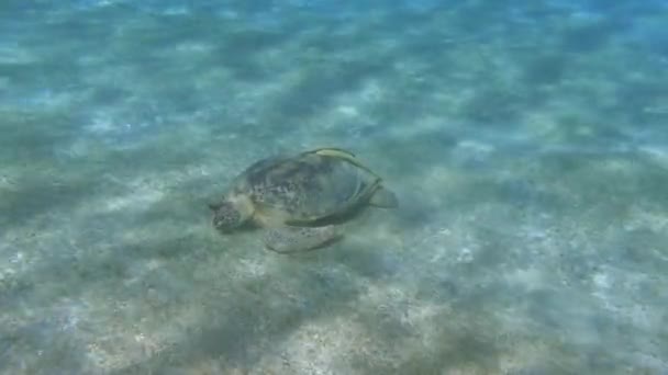 Şnorkelle Yüzerken Deniz Tabanında Uçan Şahin Gagalı Kaplumbağa Stok Video
