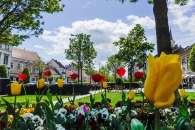 İlkbaharda Sopron Hungary 'de yayalar arasında farklı laleler.