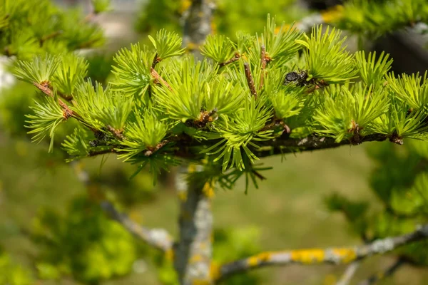 Young Tender Green Tips Larch Sun Sprin — Stock Photo, Image