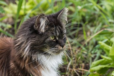 Yeşil çimen portre görünümlü tüylü Maine Rakun Kedisi
