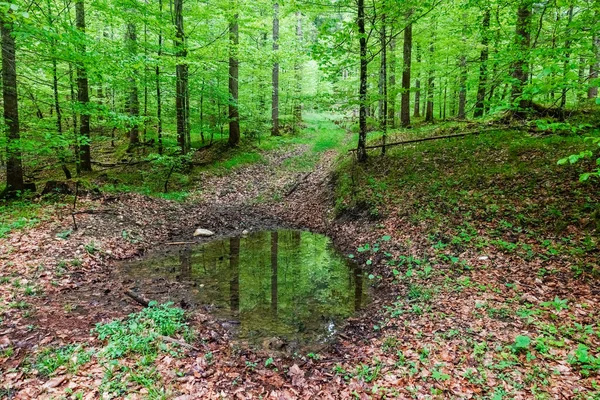 Pequeno Lago Após Chuva Com Reflexos Floresta Verde — Fotografia de Stock