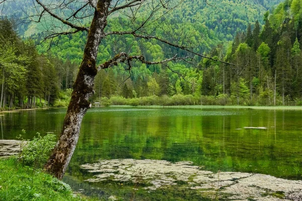 Horské Jezero Odrazy Krajiny Přírody Spoustou Stromů Rakousku — Stock fotografie