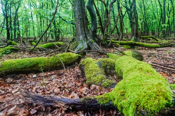 Старые Деревья Зеленым Мхом Лесу Весной — стоковое фото
