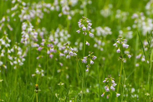 徒步旅行时 在青翠的草地上绽放着粉红色的小花 — 图库照片
