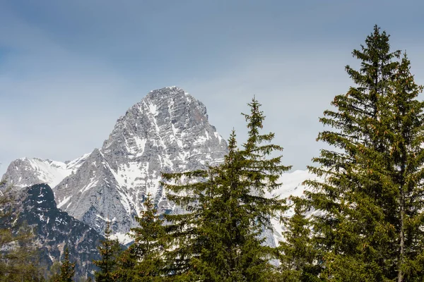 stock image high pine trees and snowy mountain with blue sky in austria