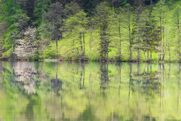 Ładne Odbicia Drzew Jeziorze Podczas Wędrówki — Zdjęcie stockowe