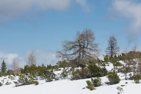 Afzonderlijke Bomen Struiken Besneeuwde Heuvels Tijdens Wandelingen Het Voorjaar Oostenrijk — Stockfoto