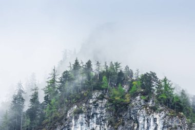 Avustralya 'da bir sürü yeşil çam ağacı olan yüksek bir dağın tepesinde yoğun sis var.