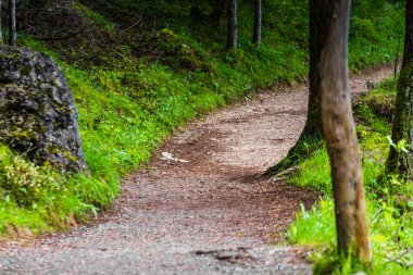 Avustralya 'daki bir dağ gölünün yakınındaki bir ormanda yürüyüş yolu.