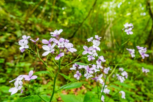 Wonderful Blossoms Plants Sun Hiking Nature — Stock Photo, Image