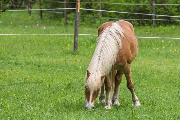 Hnědý Kůň Blond Vlasy Trávu Zelené Louce — Stock fotografie