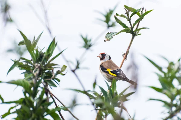 Einzelner Stieglitz Vogel Der Auf Einem Zweig Eines Busches Sitzt — Stockfoto