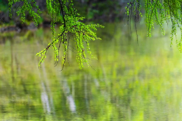 Ramas Verdes Colgando Árbol Fondo Verde Lago — Foto de Stock