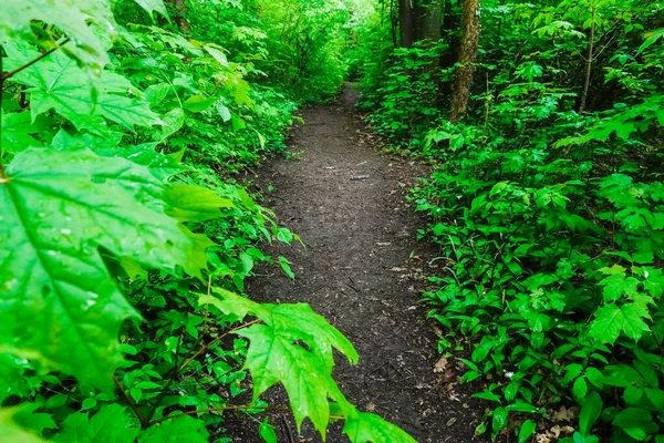 Niesamowite Zielone Rośliny Deszczu Małą Ścieżką Lesie — Zdjęcie stockowe
