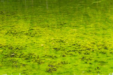 Avustralya 'da yürüyüş sırasında gölette bir sürü yeşil yosun var.