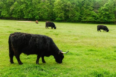 Doğada yeşil bir çayırda bir sürü sığır var.