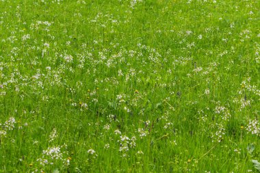 Dağlardaki taze yeşil çayırlarda bir sürü küçük pembe çiçek