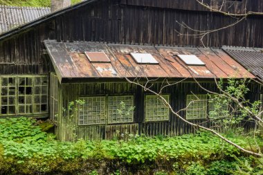 Ormandaki terk edilmiş bir fabrikanın yeşil bitkileriyle dolu eski bir bina.