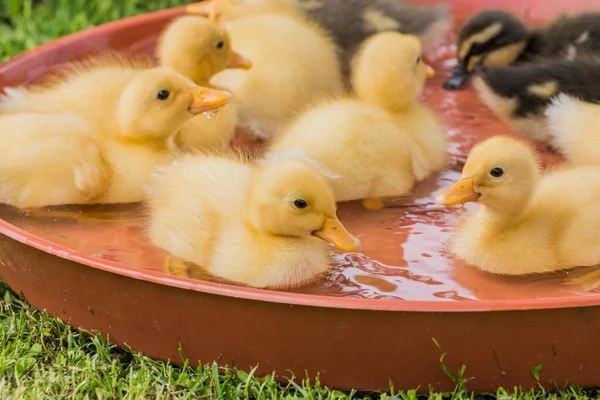 lot of little fluffy indian runner ducks sitting in a bows with water detail view