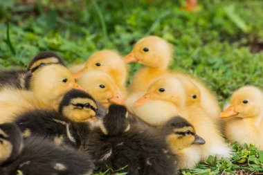 Bir sürü Hintli koşucu ördek yavrusu yeşil çimlerde yatıyor.