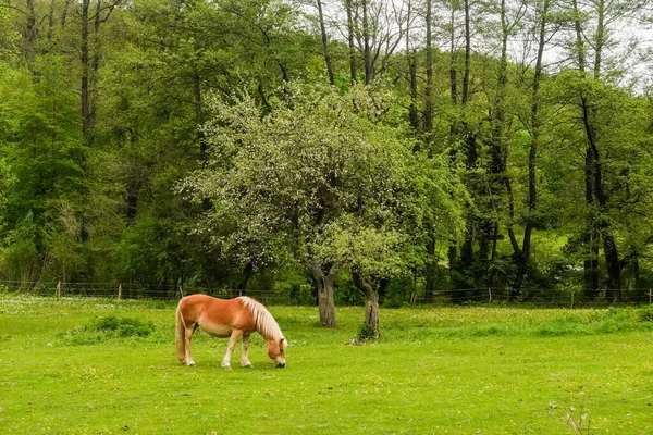 Μόνο Υπέροχο Άλογο Κοντά Δέντρα Ένα Καταπράσινο Λιβάδι — Φωτογραφία Αρχείου