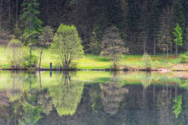 Avustralya 'daki bir dağ gölündeki ağaçlardan yansıyan muhteşem yansımalar.