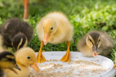 Sevgili tüylü Hintli kaçak ördek yavruları bir kasenin içinde yiyeceklerle duruyorlar.
