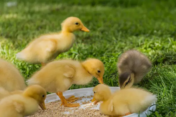 little dear dear indian runner duck babys eating grains from a bowl in green grass