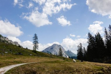 Avustralya 'nın yukarısındaki Wurzeralm adında inanılmaz bir doğa koruma alanında yürüyüş yolu.