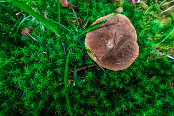 新鲜的 新鲜的 美味的豆芽蘑菇 绿色苔藓 — 图库照片