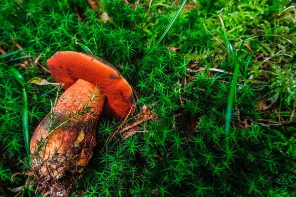 wonderful tasty red dotted stem boletus mushroom in green moss