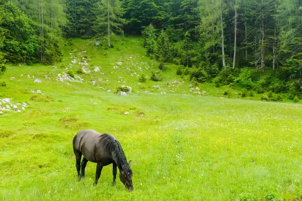 Чорний Кінь Стоїть Свіжому Зеленому Лузі Біля Пагорбів Сосновими Деревами — стокове фото