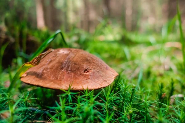 在森林中的绿色植物之间 有美味的新鲜的点缀茎蘑菇 — 图库照片