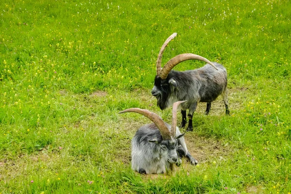 two gray mountain goats on a fresh green meadow during hiking in austria