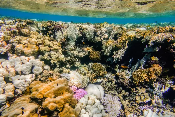 wonderful coral reef with clear sea water during snorkeling in egypt