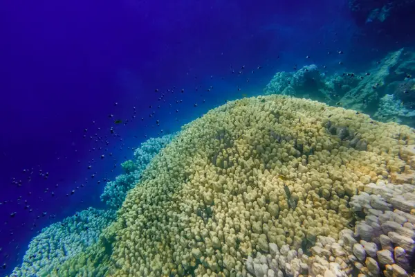 deep blue seawater and hills of corals with lot of little fishes in the red sea of egypt