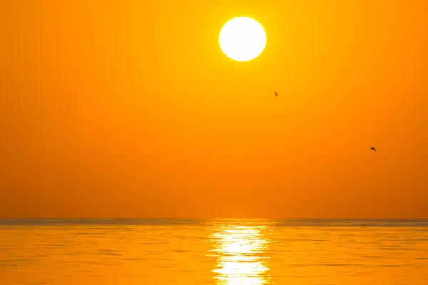 hot white sun and two seagulls on the orange sky during sunrise in egypt